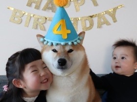 子どもたちに兄のように寄り添う柴犬　生まれた時から横にいた