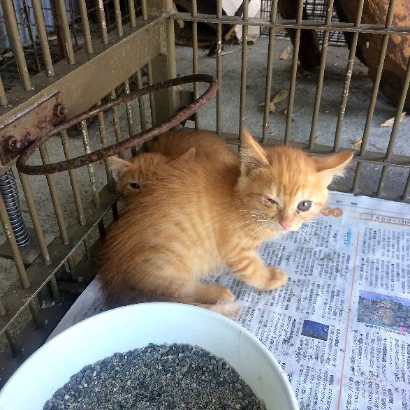 回収檻に入っていた時のぴりか。今は、舞香さんの猫に(写真提供舞香さん)