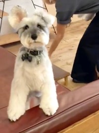 部屋の奥のソファでお迎えを待っていたトトちゃん、次の瞬間…！？（提供：jiji&totoさん）