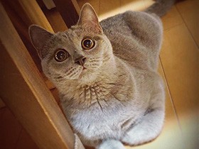 つかず離れず様子を伺う　ブリティッシュショートヘア「ルナ」