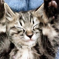 子猫時代からおでこにペンギンがいたビターくん（画像提供：ごんべさん）