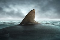 フカヒレといえば、こんな雰囲気と思いきや！？　／大洋を泳ぐホホジロザメの背びれ（fotokitas/stock.adobe.com）※画像はイメージです