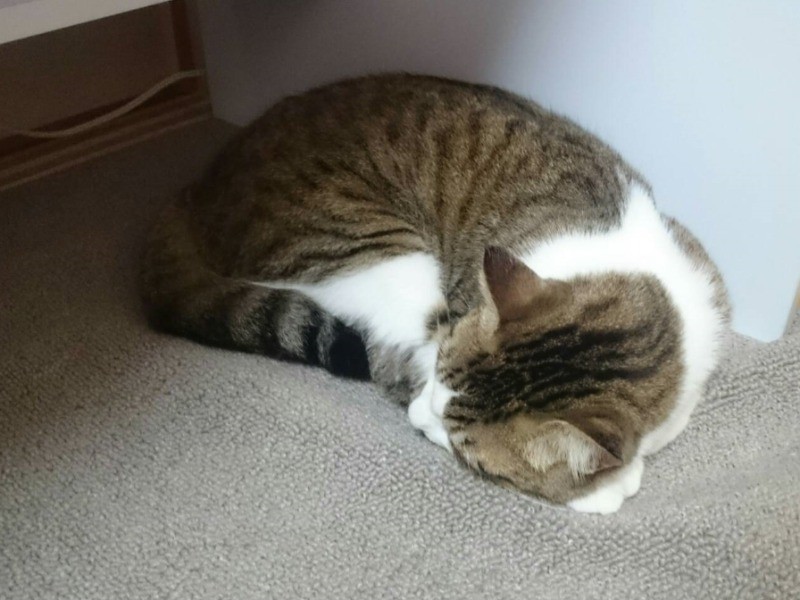 ソマを亡くしたショックか、寝てばかりの日々が続いた