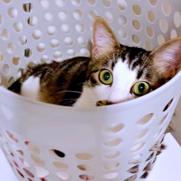 カゴの中にすっぽりおさまるそうちゃん（画像提供：ねこのそうちゃんですさん）