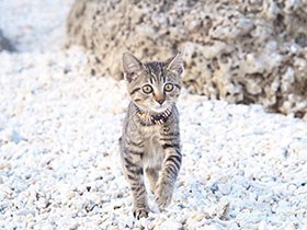 歩くとカチャカチャ音がする！　これ何ニャ？　キジトラ「すぅ」