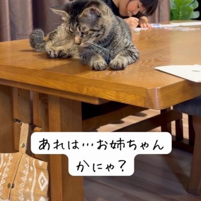 あれは…お姉ちゃんかにゃ？（「yuka.yu.mugi」さん提供、Instagramよりキャプチャ撮影）