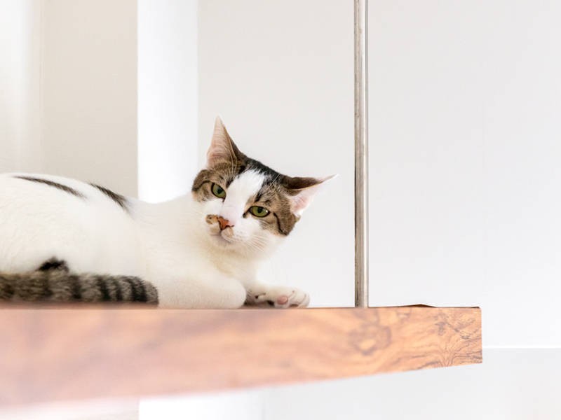 格好イイな。ティムのイカ耳