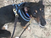 犬がゼリー状の血便をしました 内視鏡検査でも異常はなく完治しません 獣医師が答える健康相談 犬 猫との幸せな暮らしのためのペット情報サイト Sippo