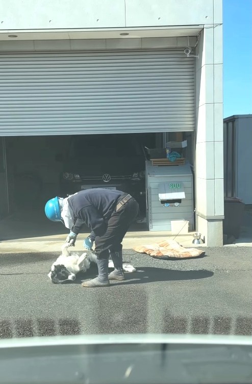 止まっている車のそばにやってきた剪定職人が、すぅちゃんを優しくなで、声をかけてきたという(すぅちゃんの飼い主さん提供、Instagramよりキャプチャ撮影)