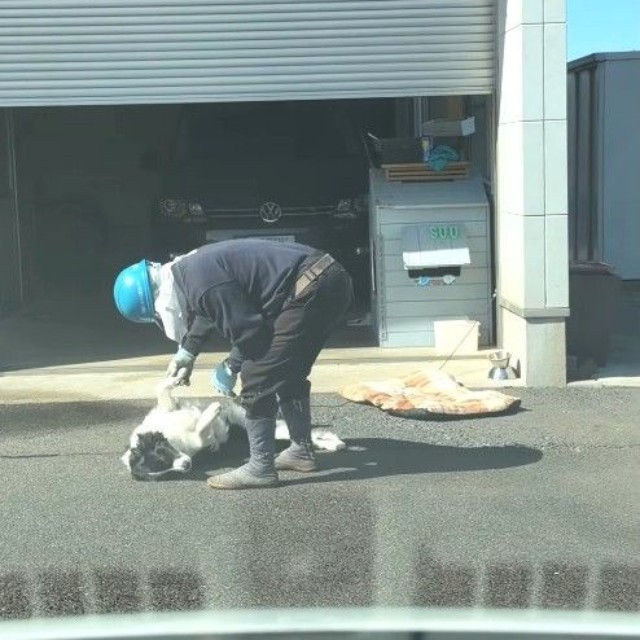 止まっている車のそばにやってきた剪定職人が、すぅちゃんを優しくなで、声をかけてきたという(すぅちゃんの飼い主さん提供、Instagramよりキャプチャ撮影)