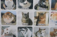 大野さん、橋本さんが世話している地域猫たち