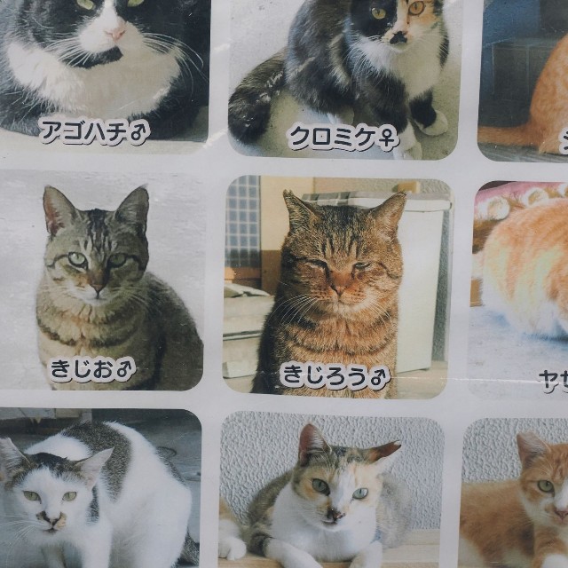 大野さん、橋本さんが世話している地域猫たち