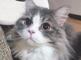 おもちゃで遊ぶのも大好き　いつもそばに寄り添ってくれるサイベリアン「うゆ」