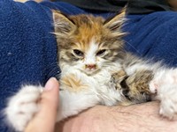 保護から1週間、目の炎症が落ち着いてきたニコちゃん（画像提供：保護ねこ ニコちゃん）