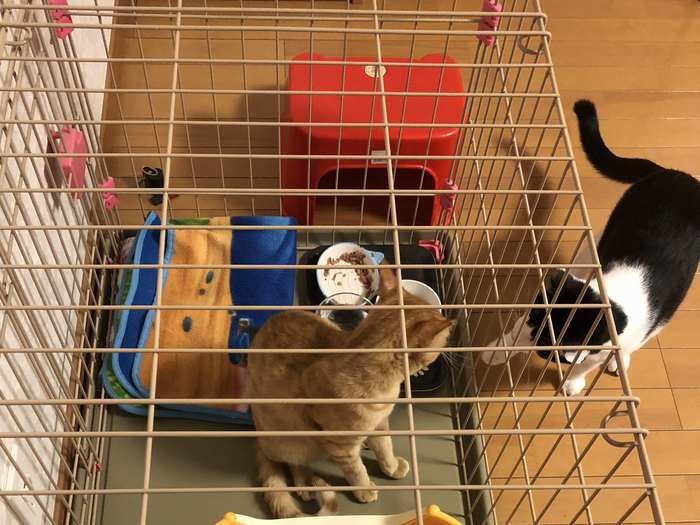 家に来たサスケくんに興味津々の先住猫ひたちくん