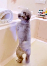 お風呂のフタを閉めるときにやって来たエマちゃん（画像提供：エマです！さん）