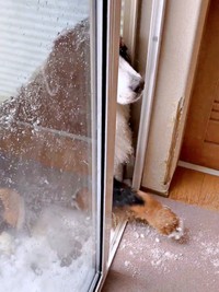 デッキから家をのぞくボスくん。床上が雪まみれに（画像提供：ボスちんさん）