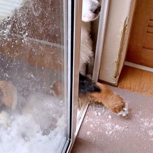 デッキから家をのぞくボスくん。床上が雪まみれに（画像提供：ボスちんさん）