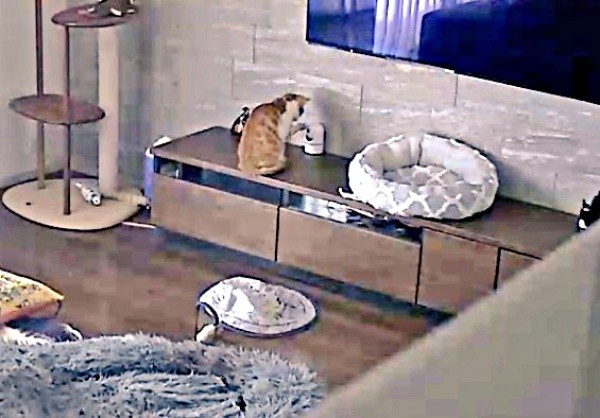 キャビネットの上に乗って見守りカメラに触れるもずくくん（画像提供：mさん）