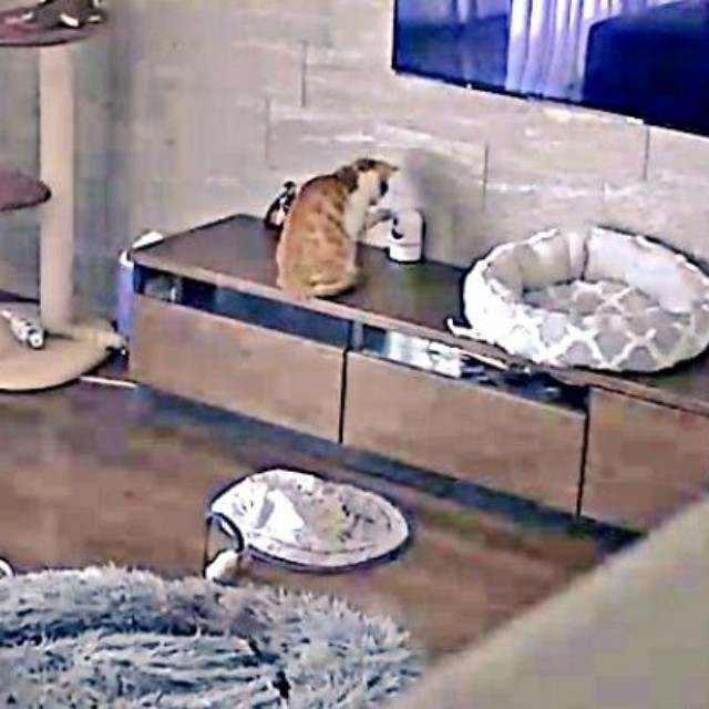 キャビネットの上に乗って見守りカメラに触れるもずくくん（画像提供：mさん）