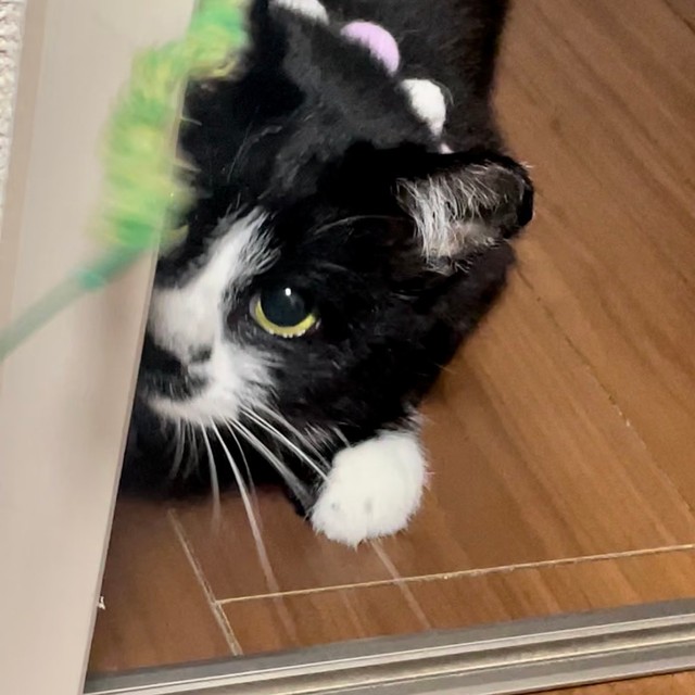 物陰に隠れて猫じゃらしを狙うにゃんちょすちゃん。目がまん丸です