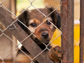 劣悪な環境から犬や猫を助けたい　立ちはだかる「所有権のカベ」、どう打ち破る？