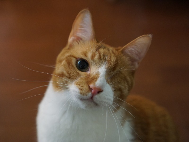 体も大きくなり、左目もすっかりきれいに！本人も目のことは気にせず活動的