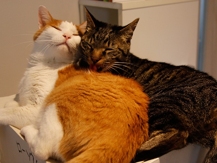 今や長老。堂々たる風格です。甘えん坊の三男は兄者が大好き。弟の前では、爪を切られるときもじっと我慢する梵です。