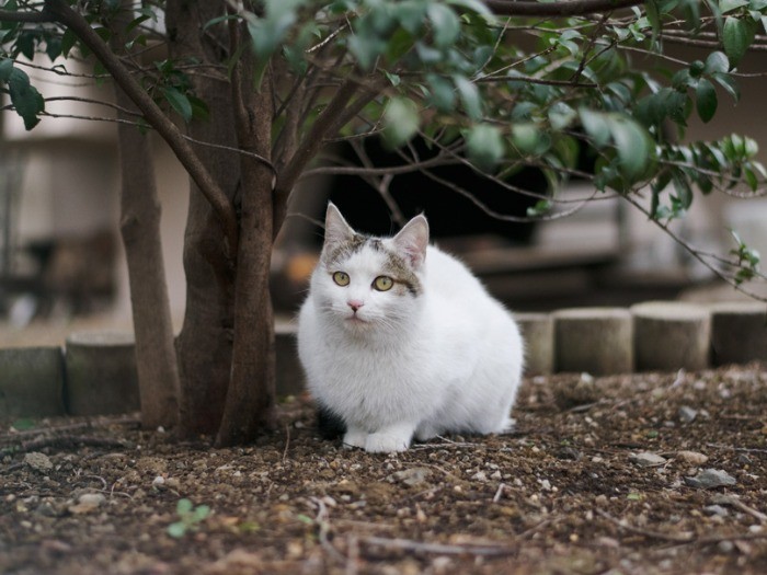近所の神社脇で写真を撮らせてくれた、おだやかな顔の猫。（小林写函撮影）
