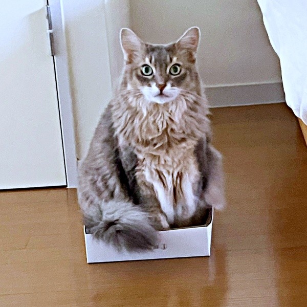 箱に入っておすまし顔。気に入った様子の凛ちゃん（画像提供：石油王さん）