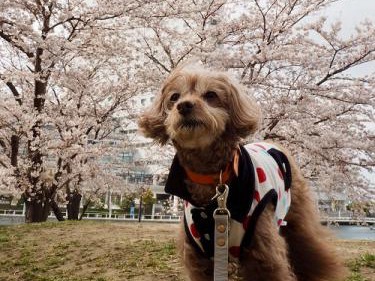 桜を愛でに海へ街へ、愛犬とお花見散歩　シメは「ぷり見酒」！