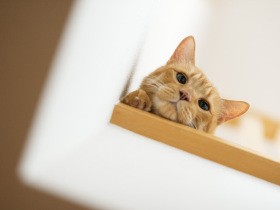 糖尿病と診断された愛猫　不安な日々を乗り越え、きょうだい猫と穏やかに過ごす