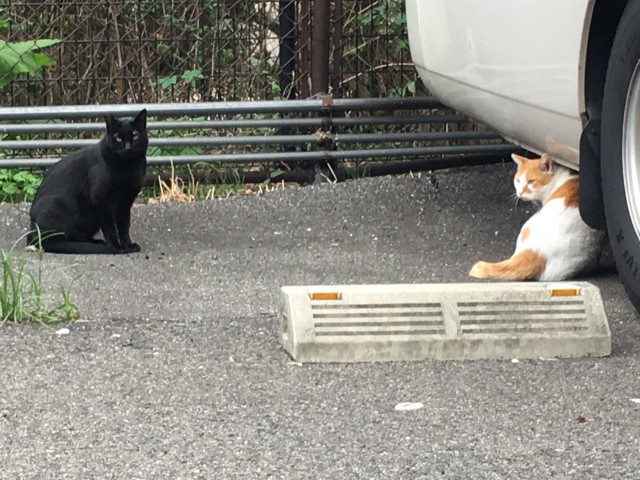 マンション駐車場で猫にエサやり　男性に明け渡しを命じる判決