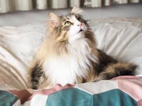 気持ちよさそうな姿にほっこり　ノルウェージャンフォレストキャット「レオンハルト」