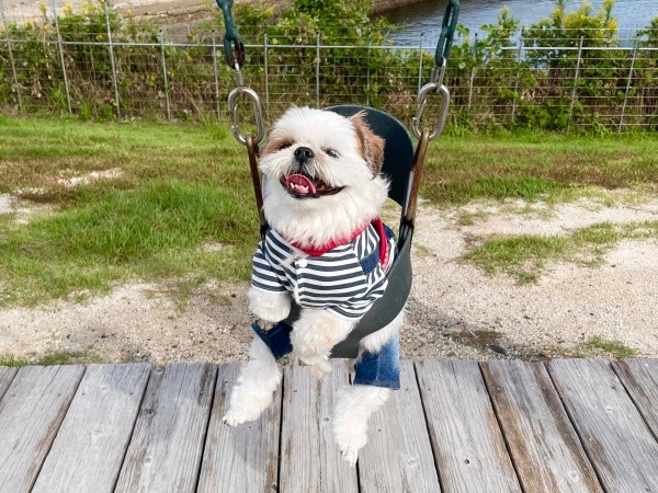 ブランコを楽しむコタロウくん（画像提供：コタロウだよさん）