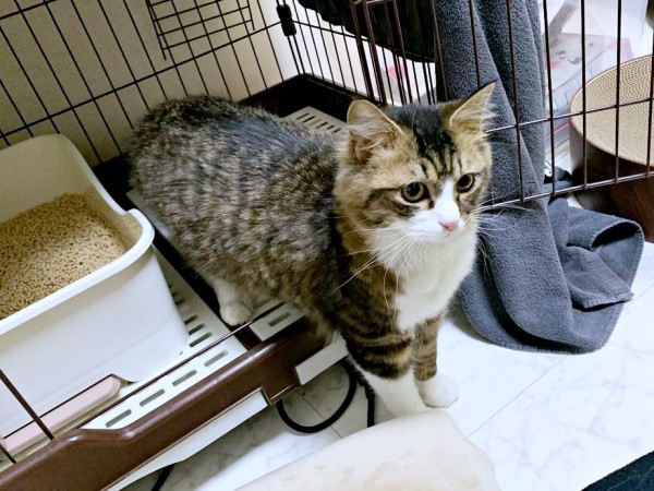 お迎えから2日目、緊張した面持ちで初めてケージの外へ出るけだまちゃん（画像提供：けだまちゃんさん）