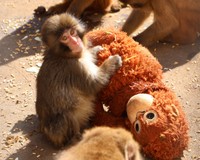 オランウータンのぬいぐるみを母親代わりにしているパンチくん／市川市動植物園　公式X（@ichikawa_zoo）より