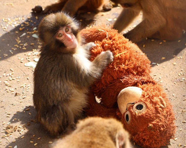 オランウータンのぬいぐるみを母親代わりにしているパンチくん／市川市動植物園　公式X（@ichikawa_zoo）より
