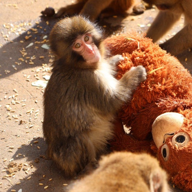オランウータンのぬいぐるみを母親代わりにしているパンチくん／市川市動植物園　公式X（@ichikawa_zoo）より