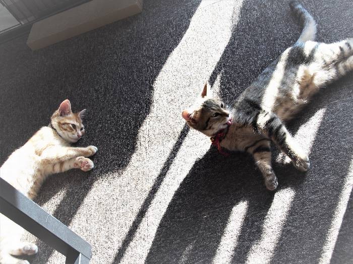 陽だまりでごろんごろん