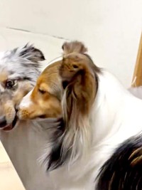 ふぃっと止めるとーーネルちゃんが鼻ツンツンしておねだり！？（画像提供：アクラピネルさん）