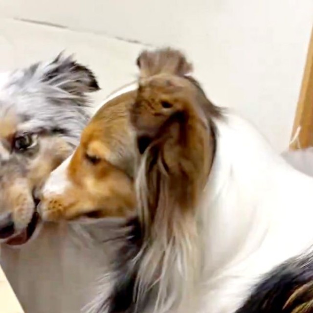 ふぃっと止めるとーーネルちゃんが鼻ツンツンしておねだり！？（画像提供：アクラピネルさん）