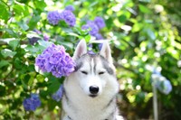 「眉間の白いラインがとってもお気に入りです︎」と話す飼い主さん 画像提供：サファイア王子シベリアンハスキーさん