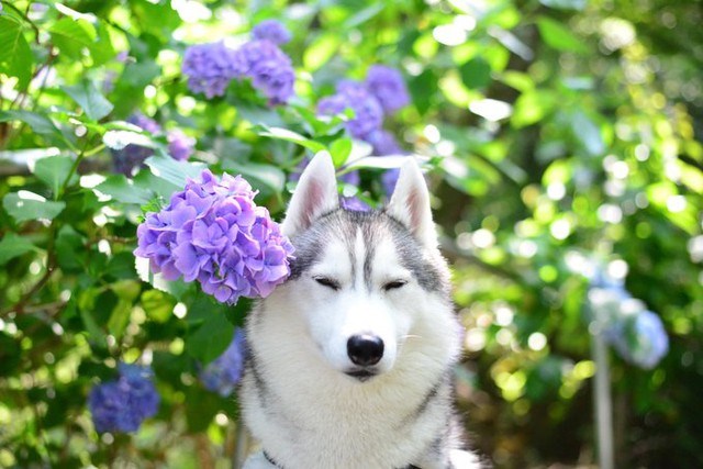 「眉間の白いラインがとってもお気に入りです︎」と話す飼い主さん 画像提供：サファイア王子シベリアンハスキーさん