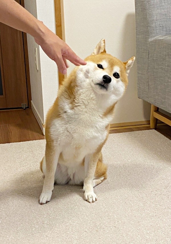 「そんなに嫌か」ツン多めのときのひるねちゃん（画像提供：柴犬 ひるねさん）