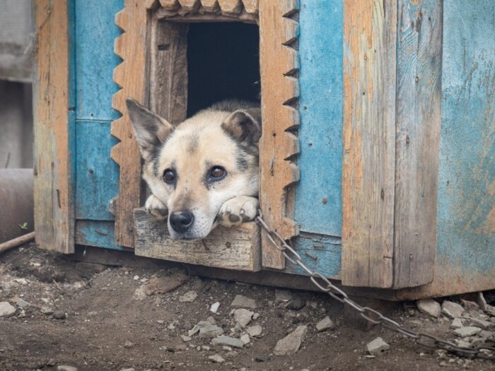 「番犬」文化は過去のもの。つなぎっぱなしは暑さ寒さだけではなく、孤独がもたらす分離不安などの異常行動にもつながります。＊画像はイメージ