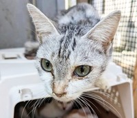 幸い9匹の猫は、皆健康を取り戻しました。このうち7匹は「ずっとのお家」にもつながりました