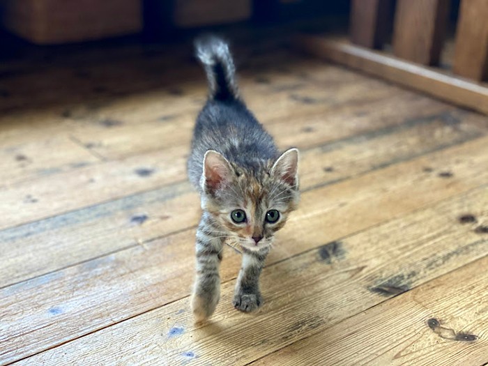 こんなに愛らしかった詩が、突然この世から消えてしまった（鎌倉ねこの間スタッフ松前さん提供）