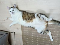 ごろんと寝そべるマルちゃん（画像提供：越南猫の日本暮らしさん）