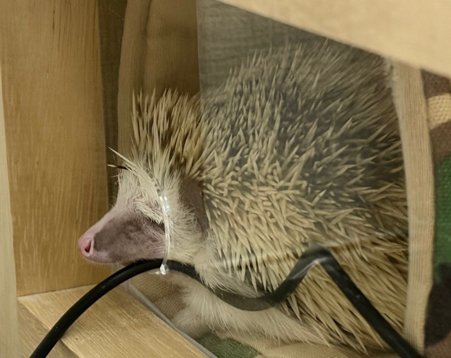 外に出すんじゃない！」ハリネズミが食後に“お決まりポーズ” ケージの